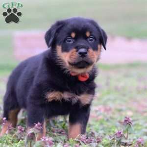 Rex, Rottweiler Puppy